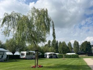 Comfortbloem3
